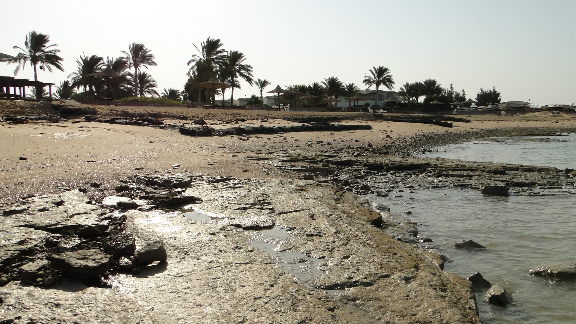 رأس سدر